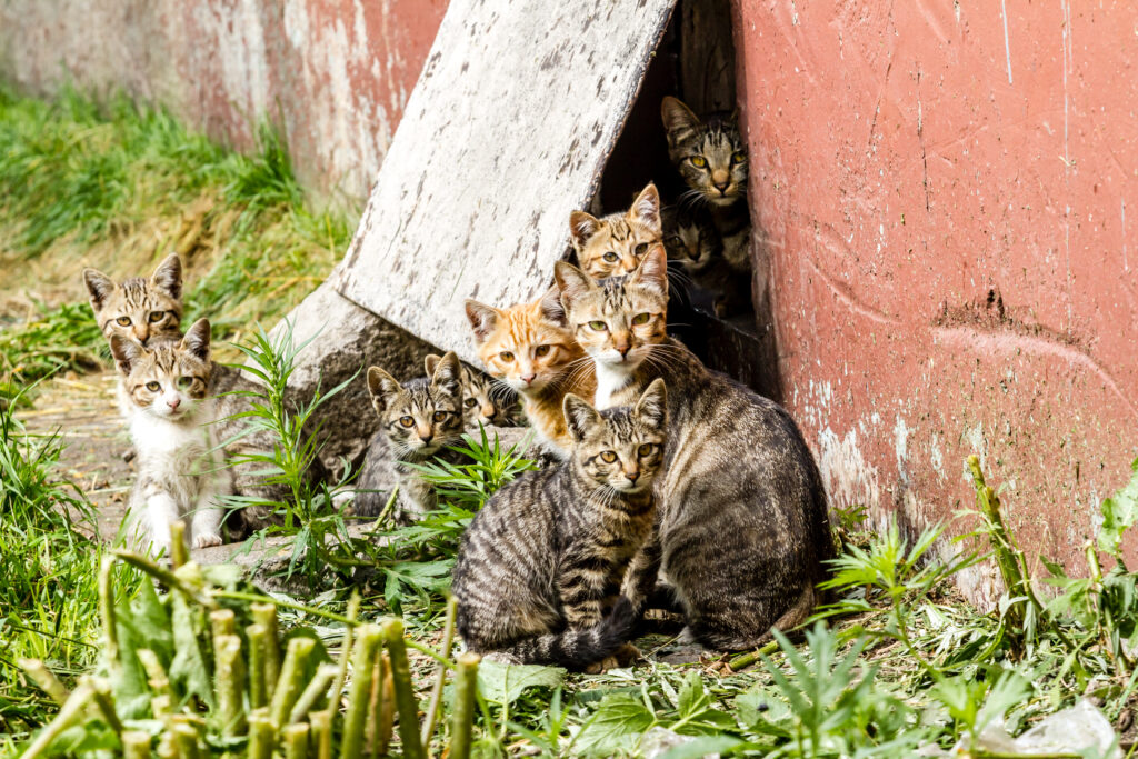 feral cat traps Uhlik Repeater Traps Linn, KS