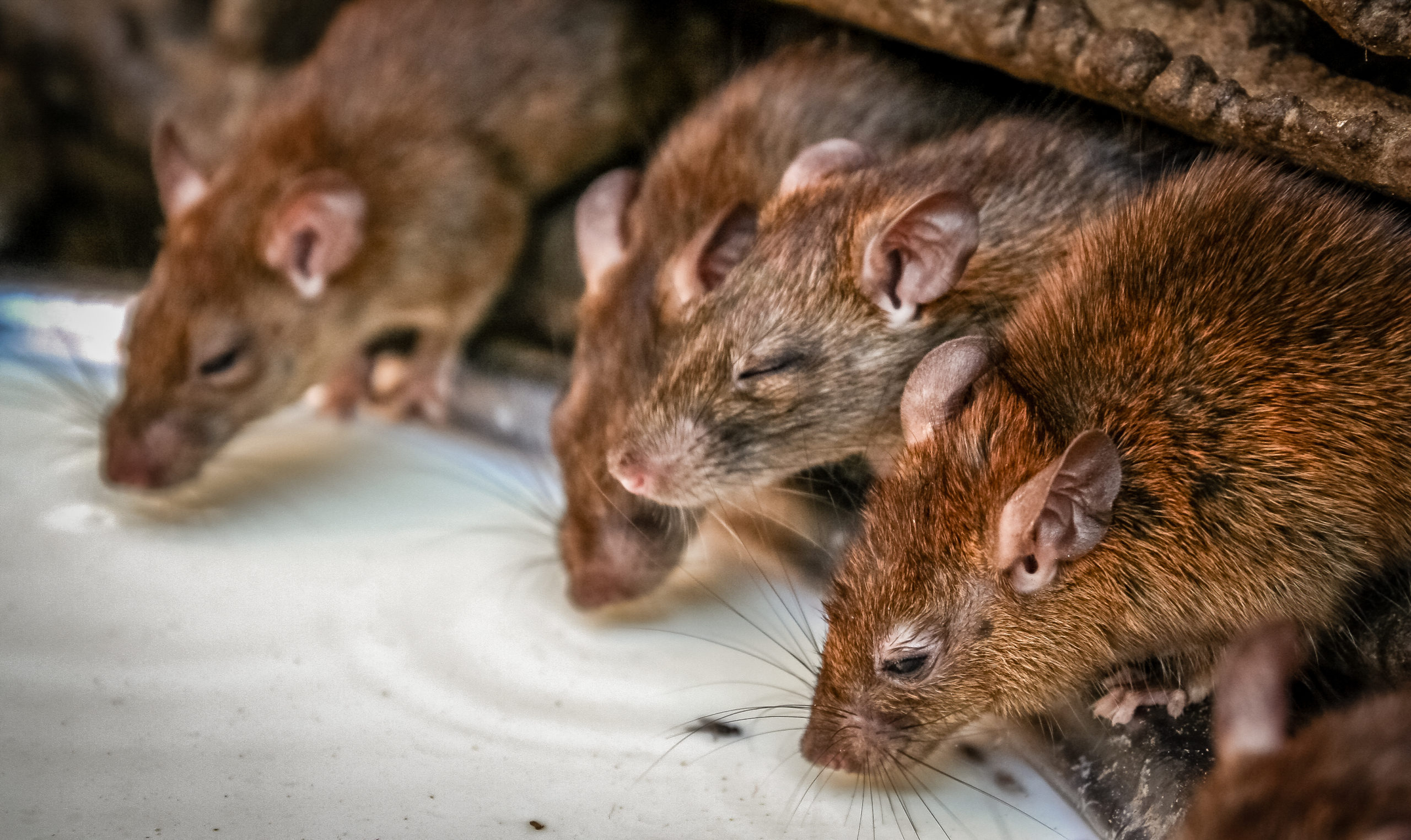 rats Uhlik Repeater Traps Caring for Captured Animals Linn, KS